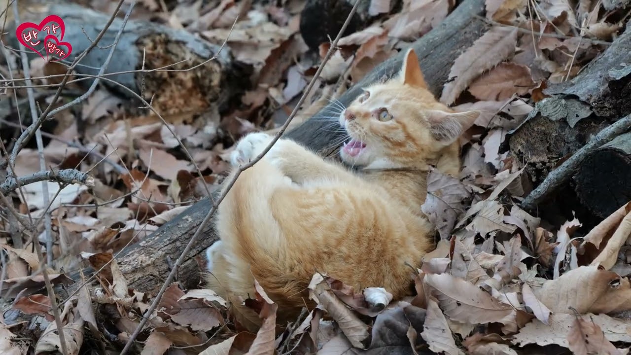 혼자 잘 노는 고양이 귀엽다