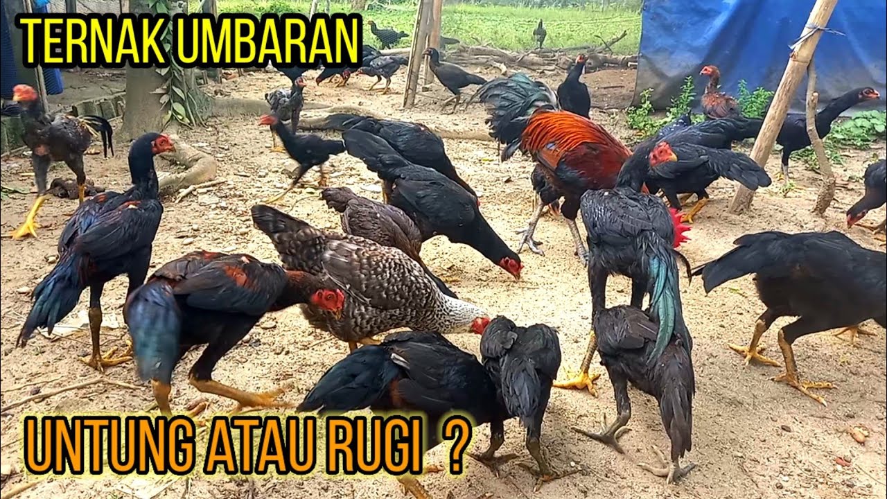 TERNAK AYAM KAMPUNG UMBARAN