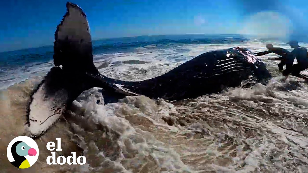 Personas trabajan por cuatro horas para ayudar a la ballena jorobada volver al océano | El Dodo