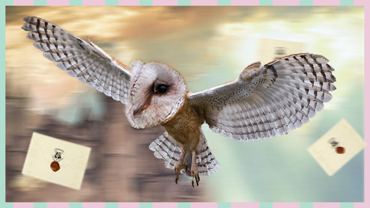 Les HIBOUX dans HARRY POTTER (ça n'a aucun sens)