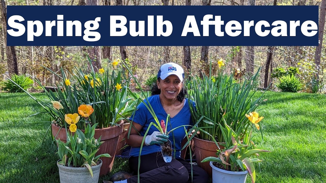 Daffodil & Tulip Aftercare : What To Do With Potted Spring Bulbs
