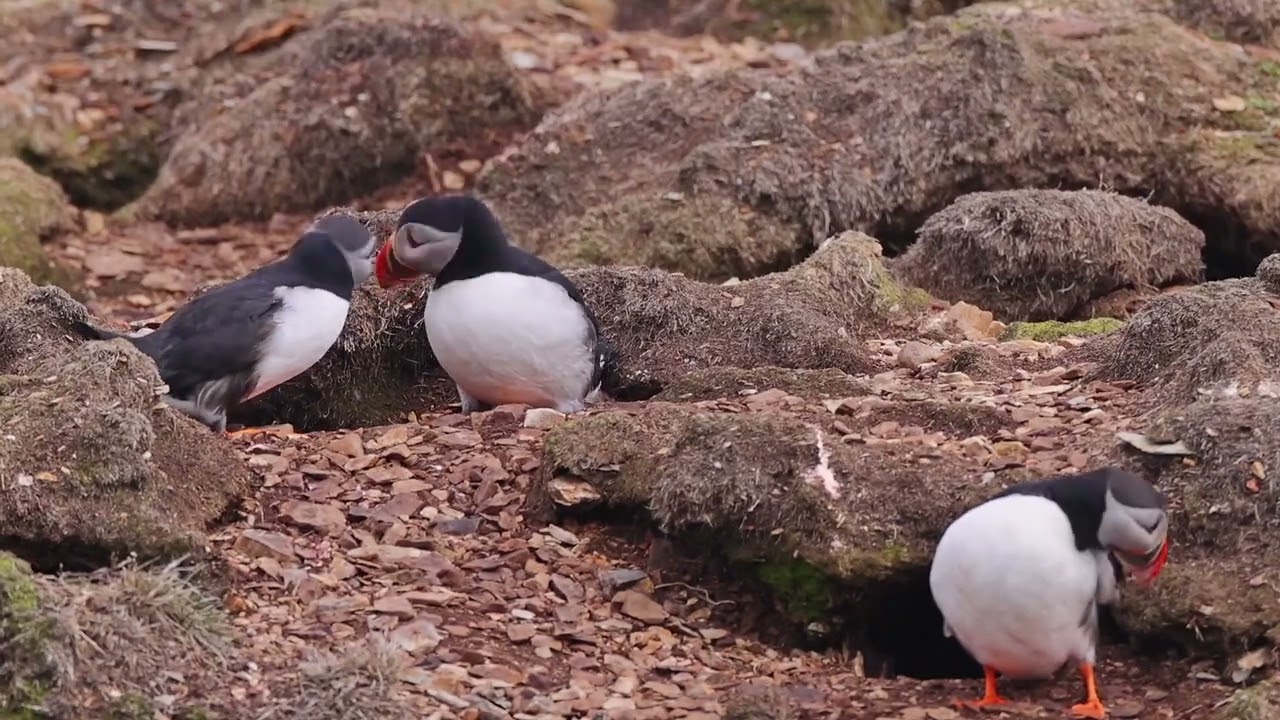 Atlantic Puffins: Courtship Dance - Witness the Colorful Mating Rituals!