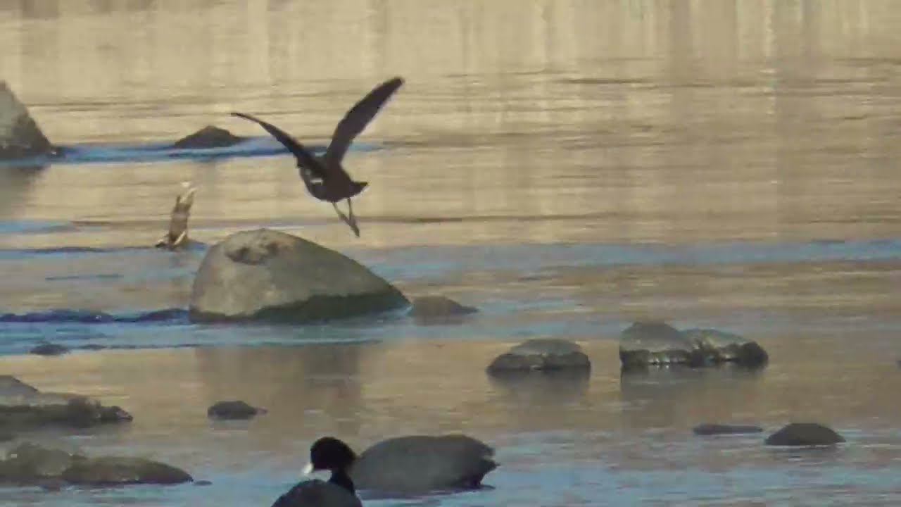 Z0002　Oita River　Common Moorhen　Flock of Coot