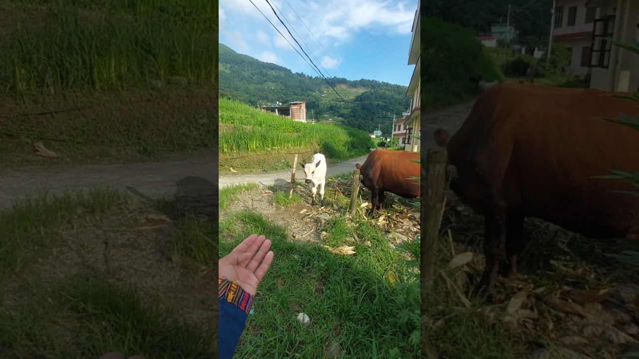 A calf rising strong.🤗🤗🤗 Strong small bull. || 