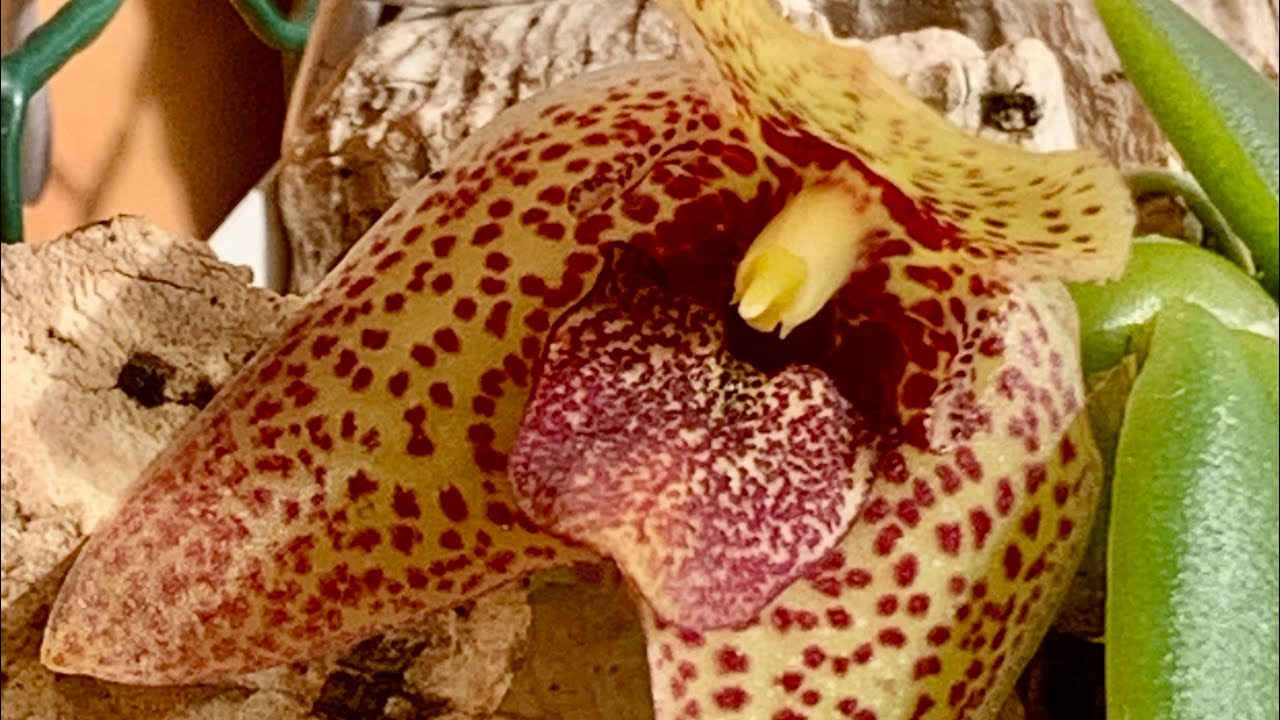 trias disciflora , miniature orchid , орхидея на блоке.