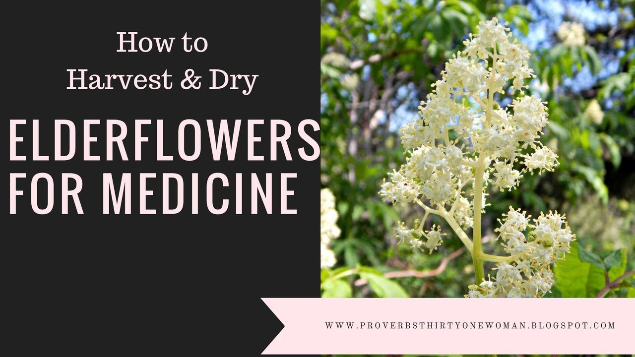 Harvesting & Drying Elderflowers for Medicine