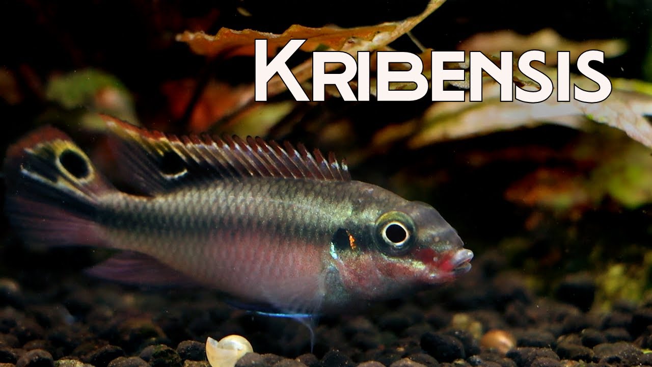 All About Kribensis: The Perfect Cichlid?