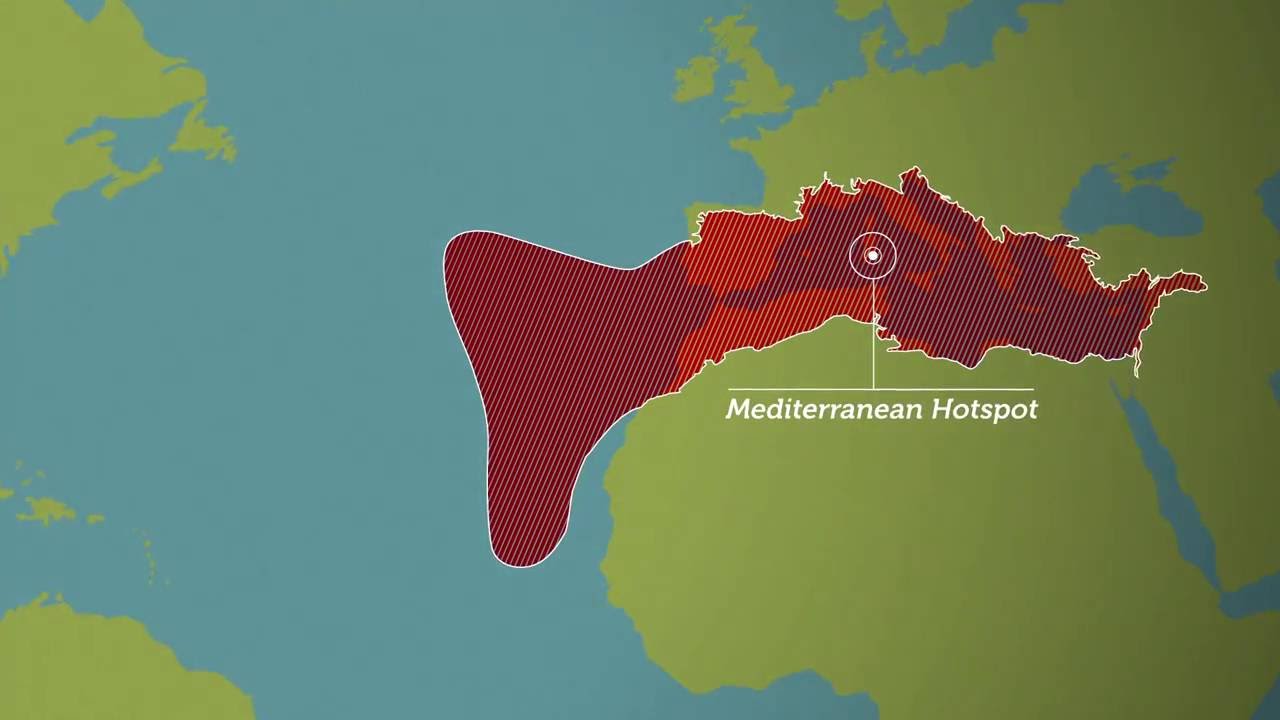 The Mediterranean Hotspot: from knowledge to action to preserve its biodiversity
