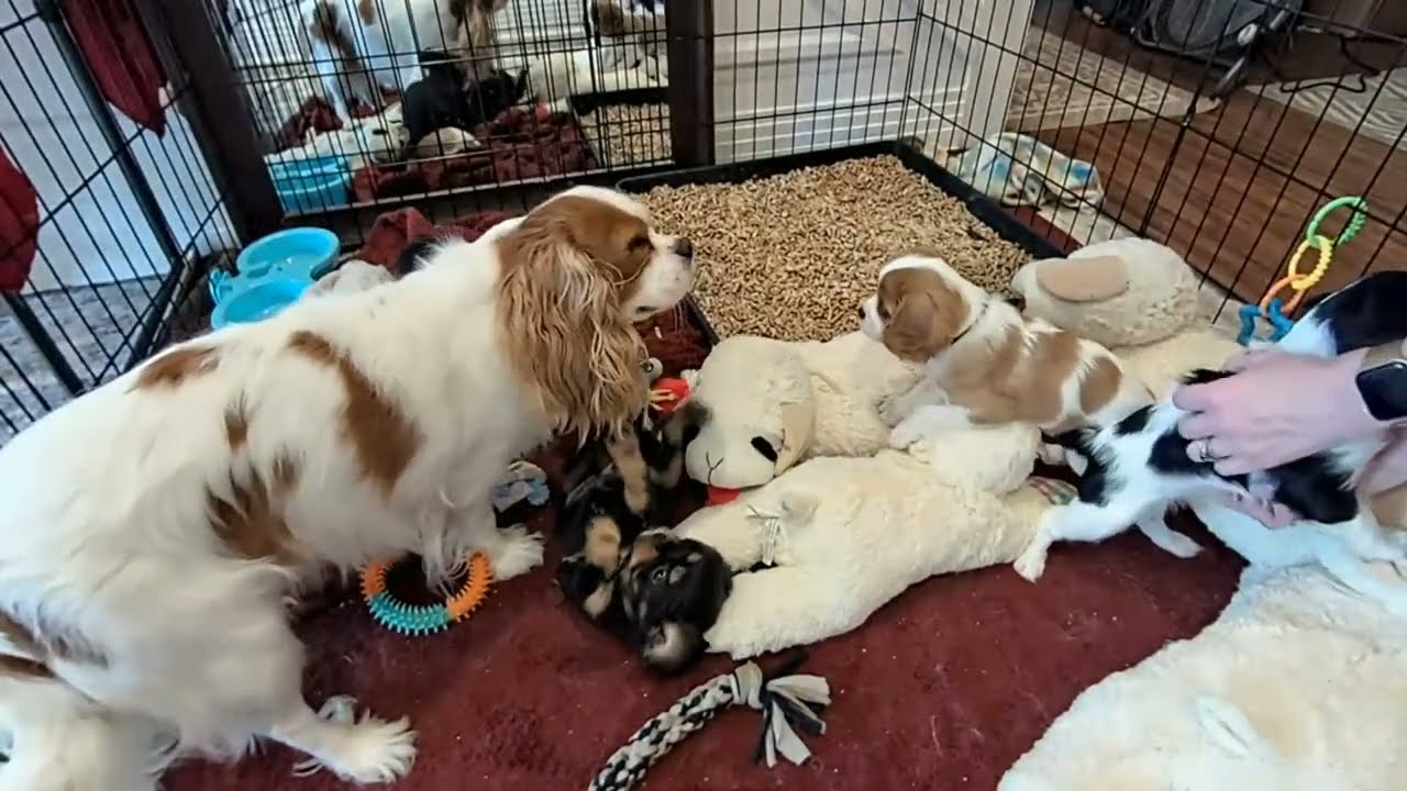 Cavalier Puppy Livestream: Barking Playful Puppies