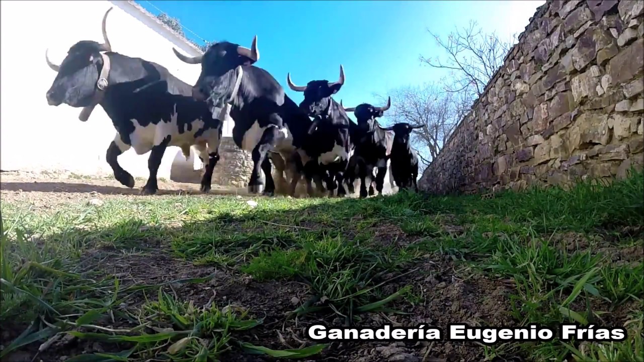 Ganadería Eugenio Frías - Encierro en 