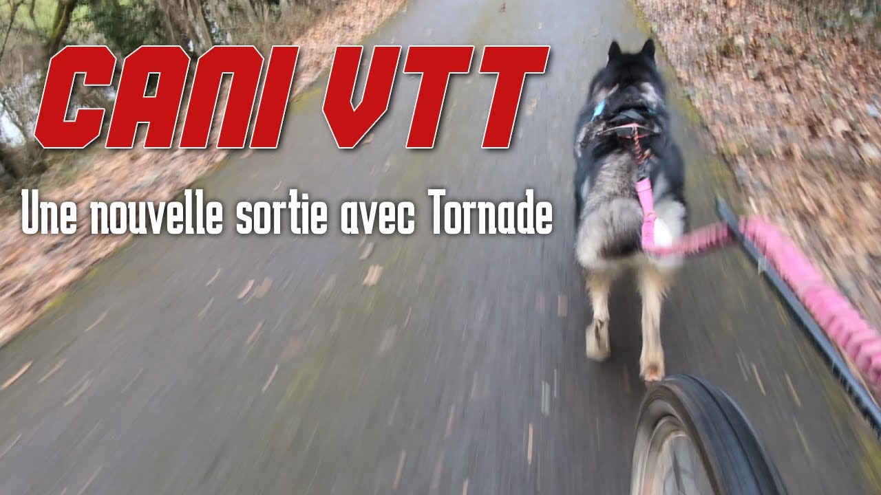 [Cani VTT] Session de 15km et paysages incroyables 🌲
