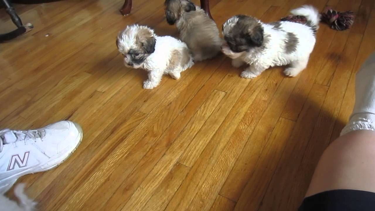 2013 The new Littles - Bichon/Poodle/Shih Tzu puppies 08.30.13