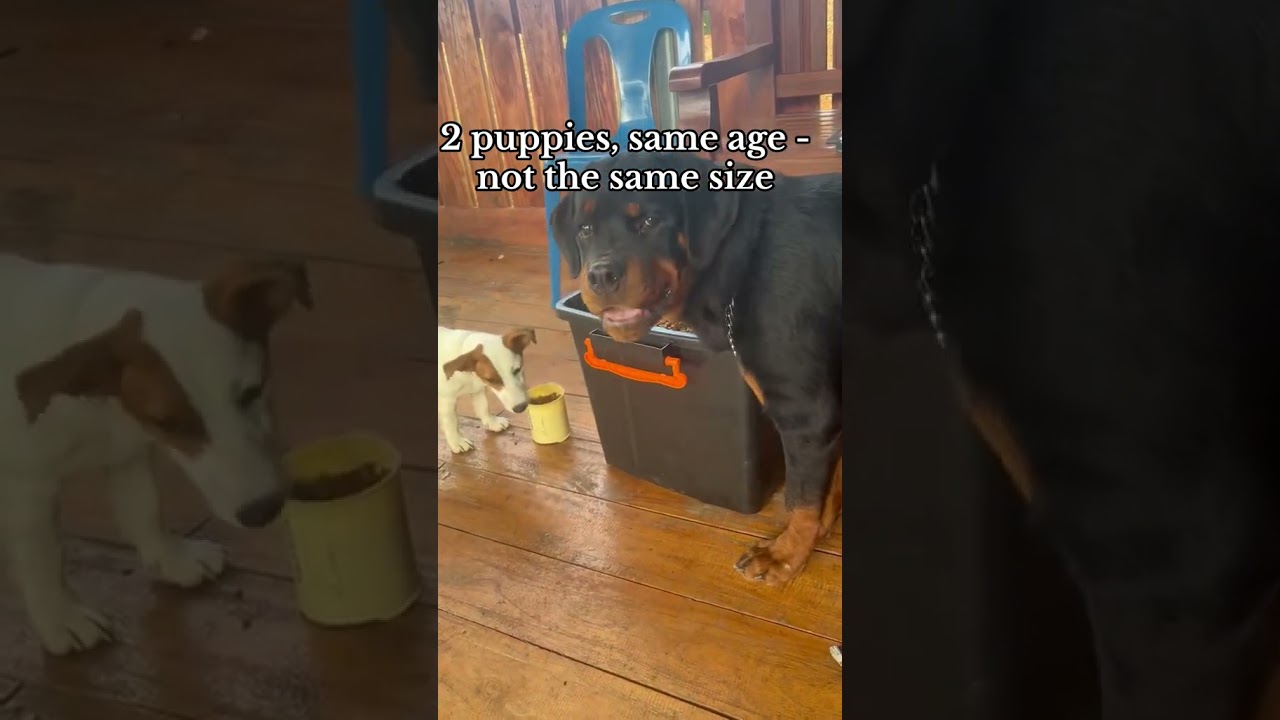 Big dog, big bowl / little dog, little bowl 