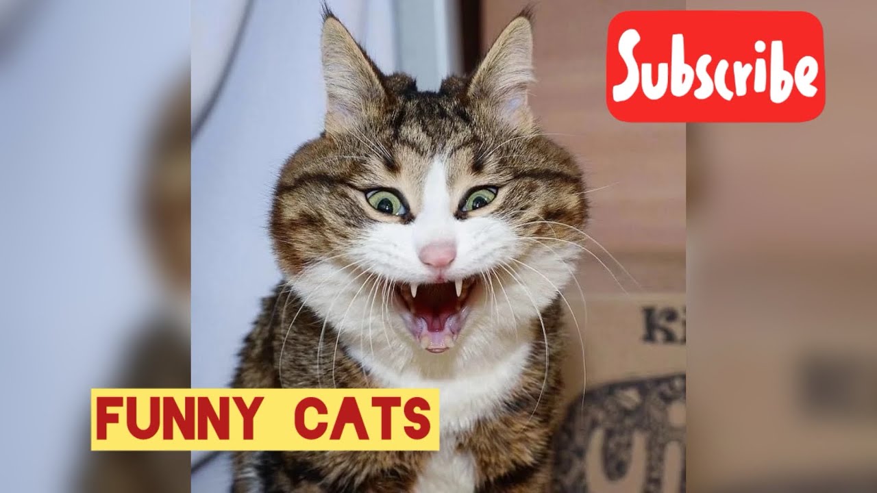 Funniest Kittens Ever! 😂 Try Not to Laugh Challenge 2025 😹