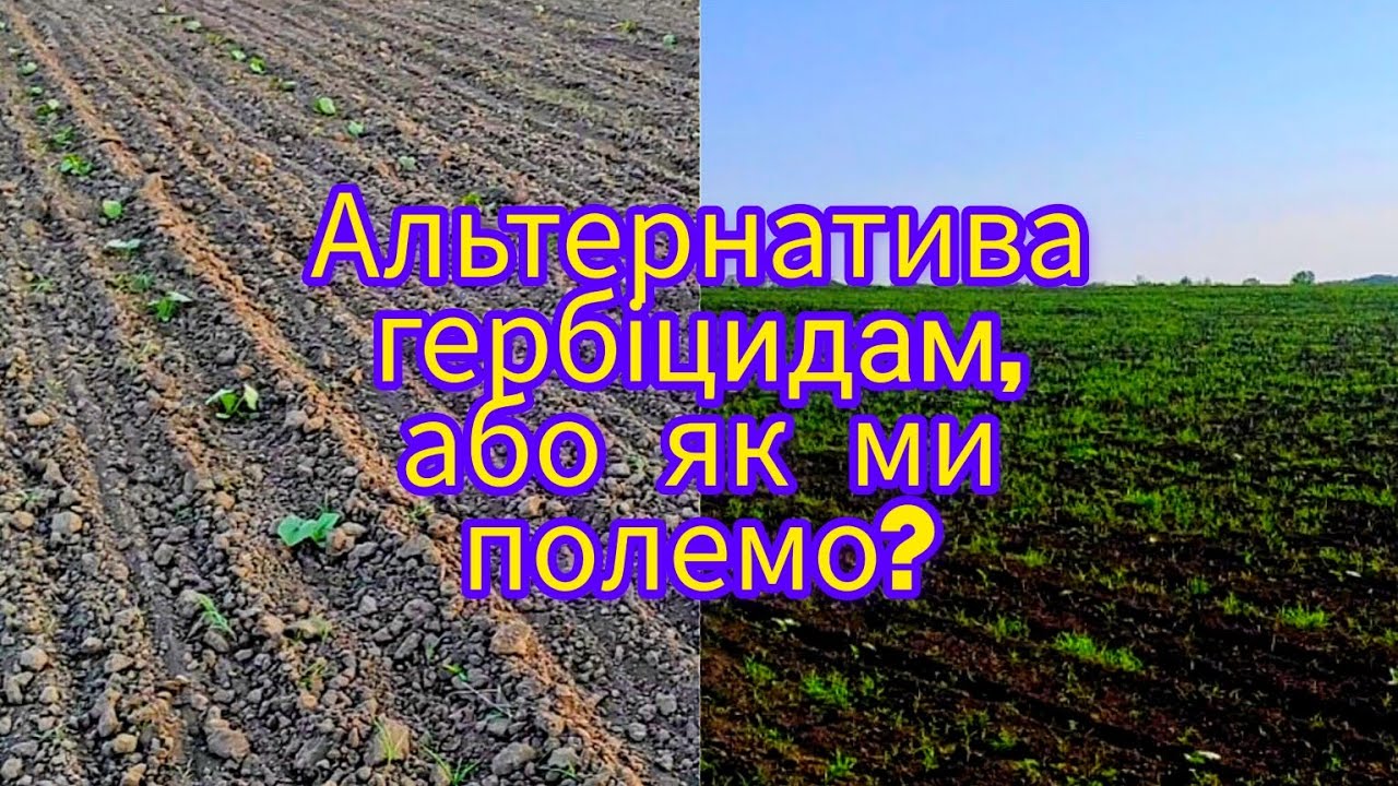 Досходовий не спрацював або як ми полемо НЕ САПОЮ. Гарбузова прополка
