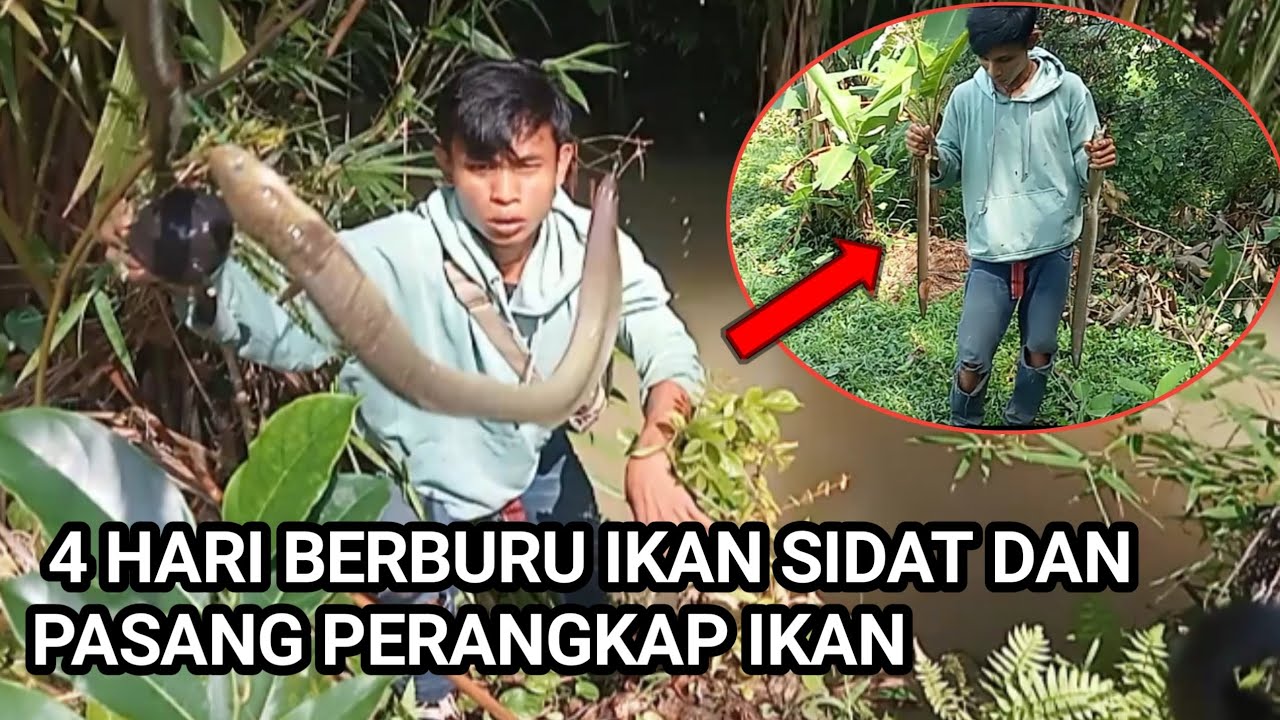 Berburu ikan sidat monster dan pasang perangkap ikan 