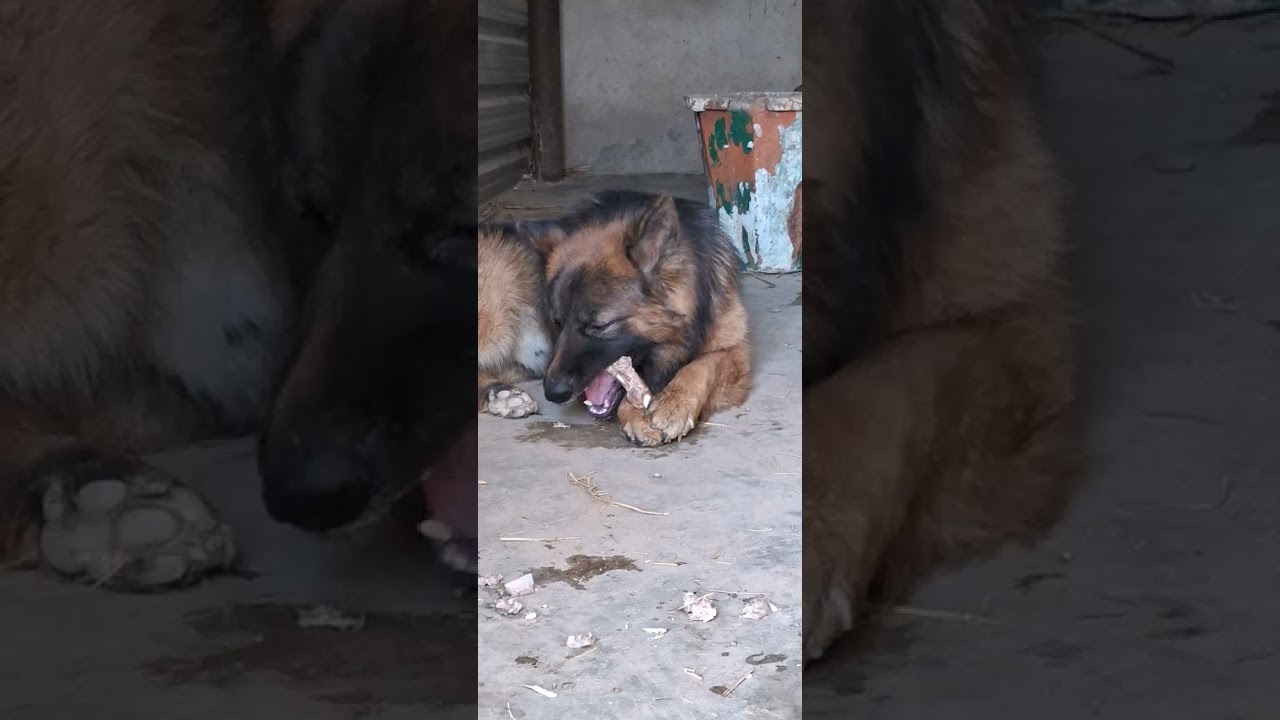 KCI Registered Long Coat Black Face German Shephard Male 