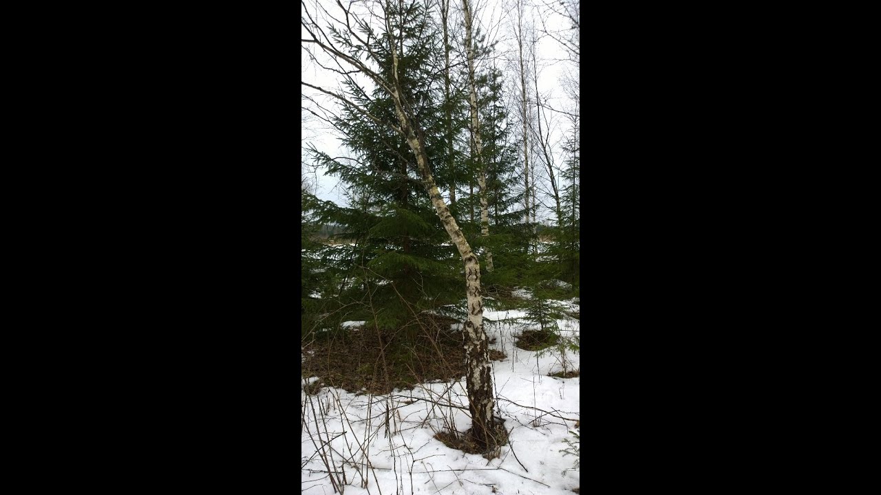 Looking for Visa, Curly birch wood in Finland for knife making material