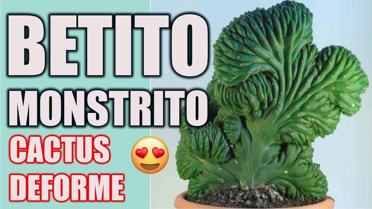 MI CACTUS DEFORME - El jardin de Monii