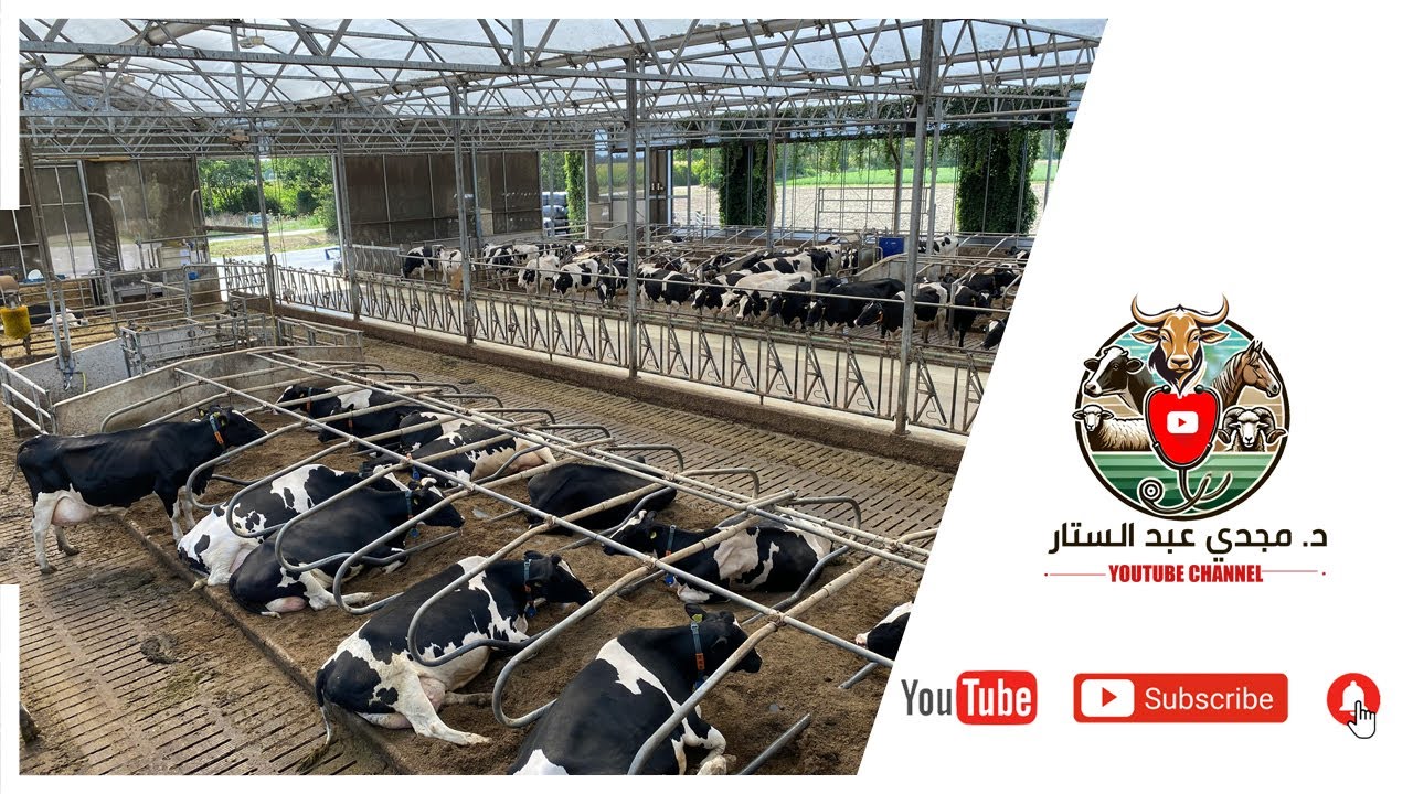 5 احتياجات أساسية لأي مزرعة أبقار حلاب قبل تأسيس من الالف الي الياء