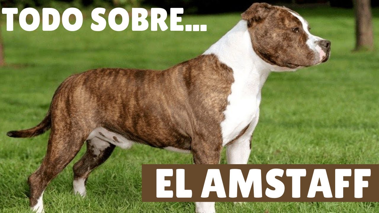 EL AMERICAN STAFFORDSHIRE TERRIER.