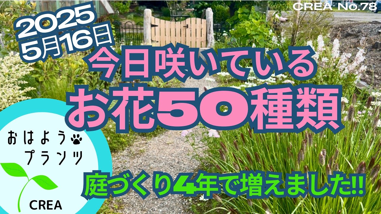 花盛り‼︎お庭に咲くお花50種類すべて紹介します🏠簡単ローコストな庭作りNo.78/2025.5.16撮影