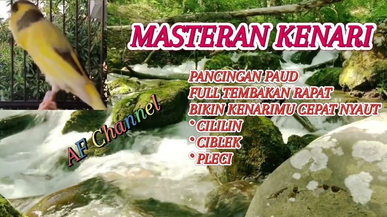 MASTERAN KENARI  Bikin KENARI Emosi!!  dan CEPAT  GACOR!!!