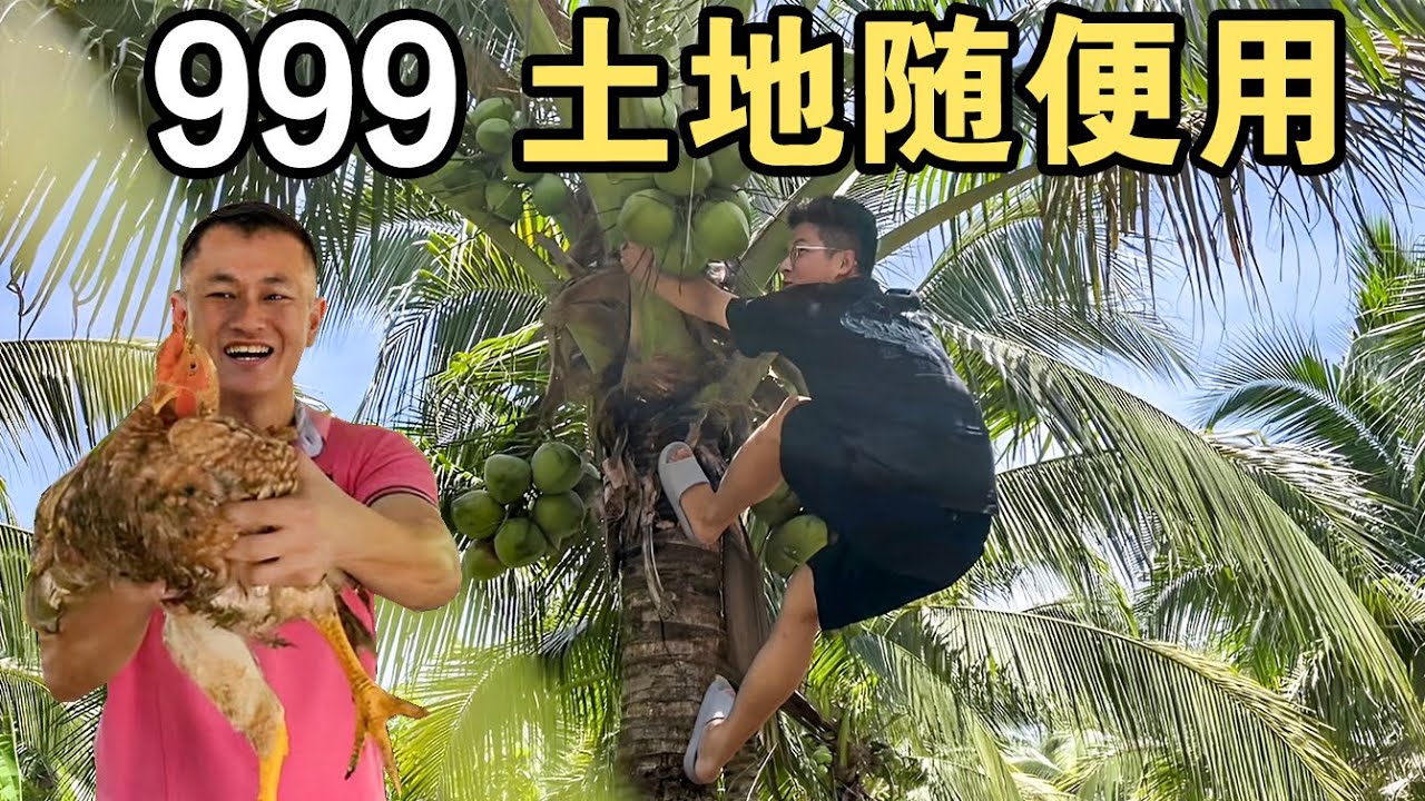 马来西亚 农场主生活，走地鸡 椰子供不应求，土地比国内好太多了