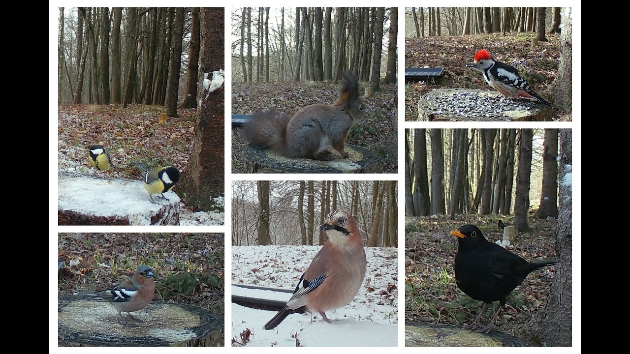 Unpredictable weather and birds at a feeder in April (pt3)