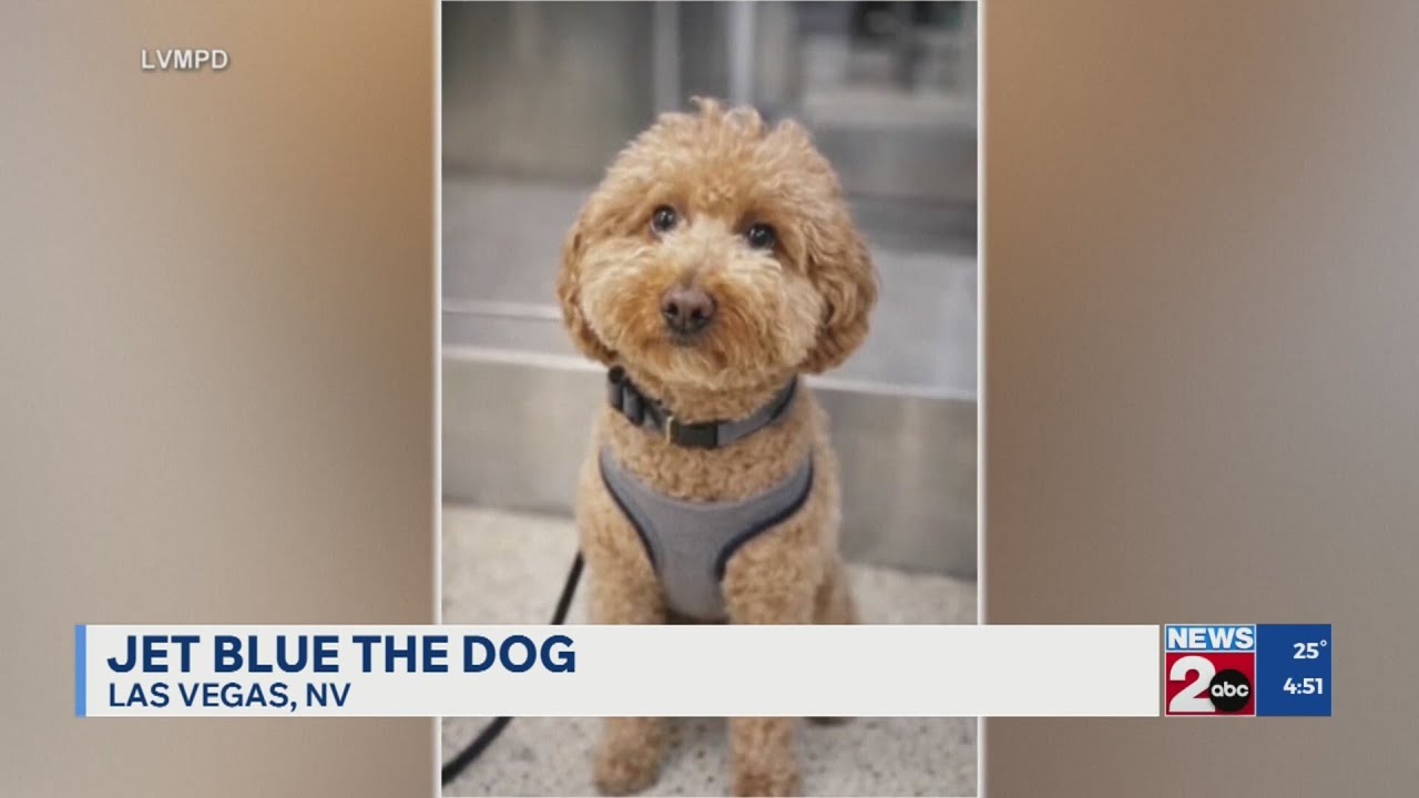 Woman arrested for abandoning dog at Las Vegas airport