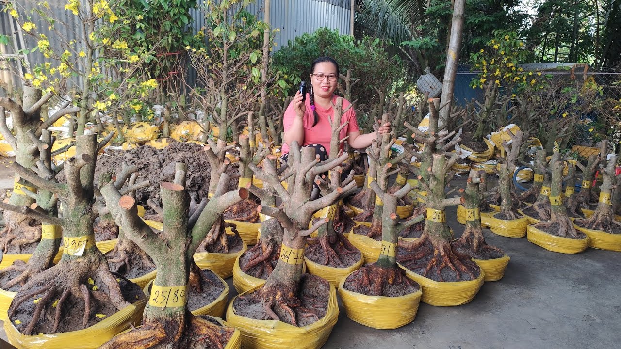 23/2 .Dung.0383519488.GL lô mai vàng giảo hạt thủ đức giá yêu thương em Dung kính mời 
