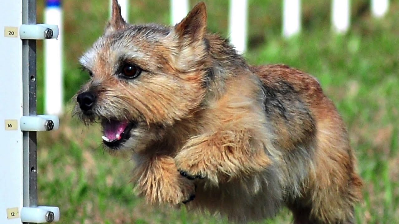 Norwich Terrier champions of 2012