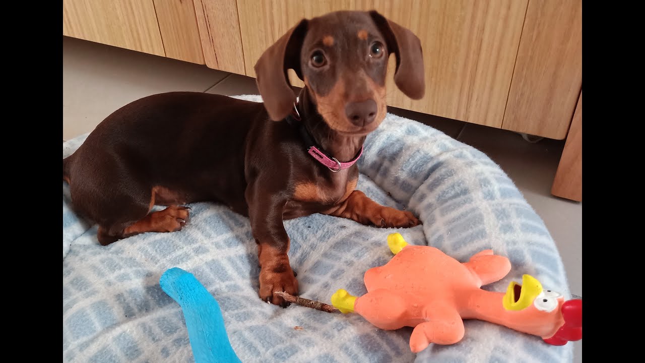 Relaxing Music with Puppy Playing - 10 Minutes with Honey our Miniature Dachshund