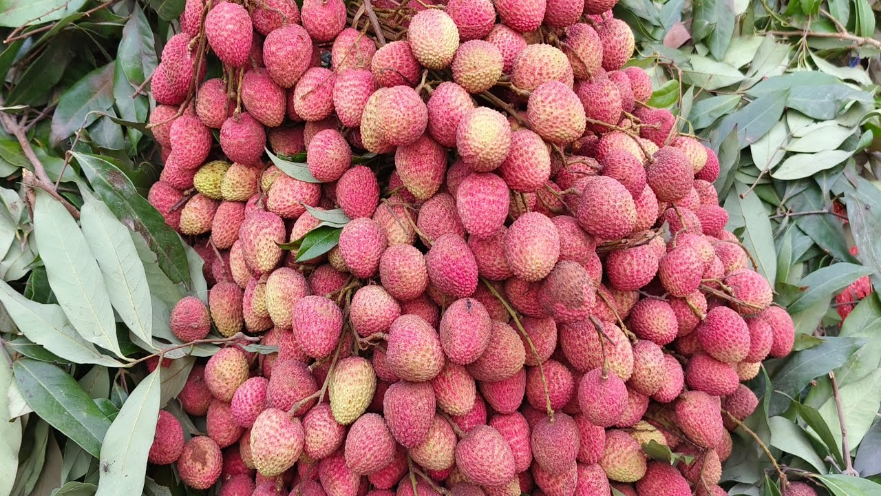 Litchi Wholesale Market Price | Litchi Wholesale Market In Patna | Fal Mandi | Fruit Market Patna
