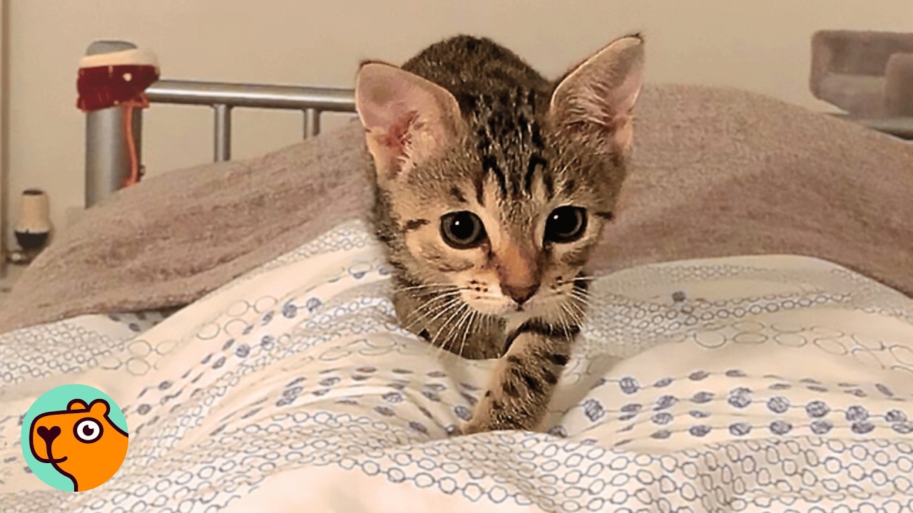 Woman Never Wanted This Cat, But the Cat Doesn't Care | Cuddle Buddies