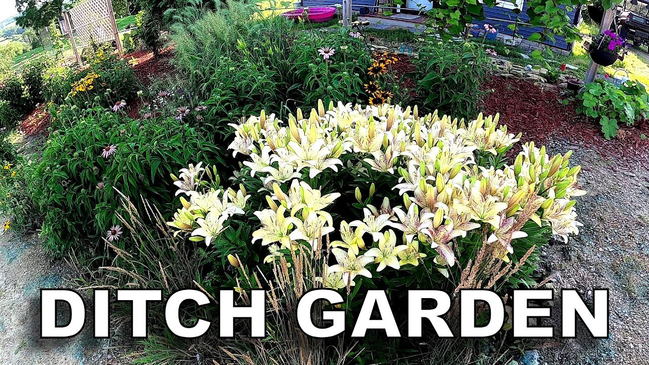 Early July Ditch Garden Tour [2020]