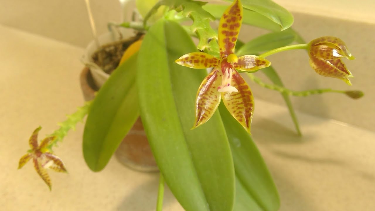 Phal. cornu-cervi