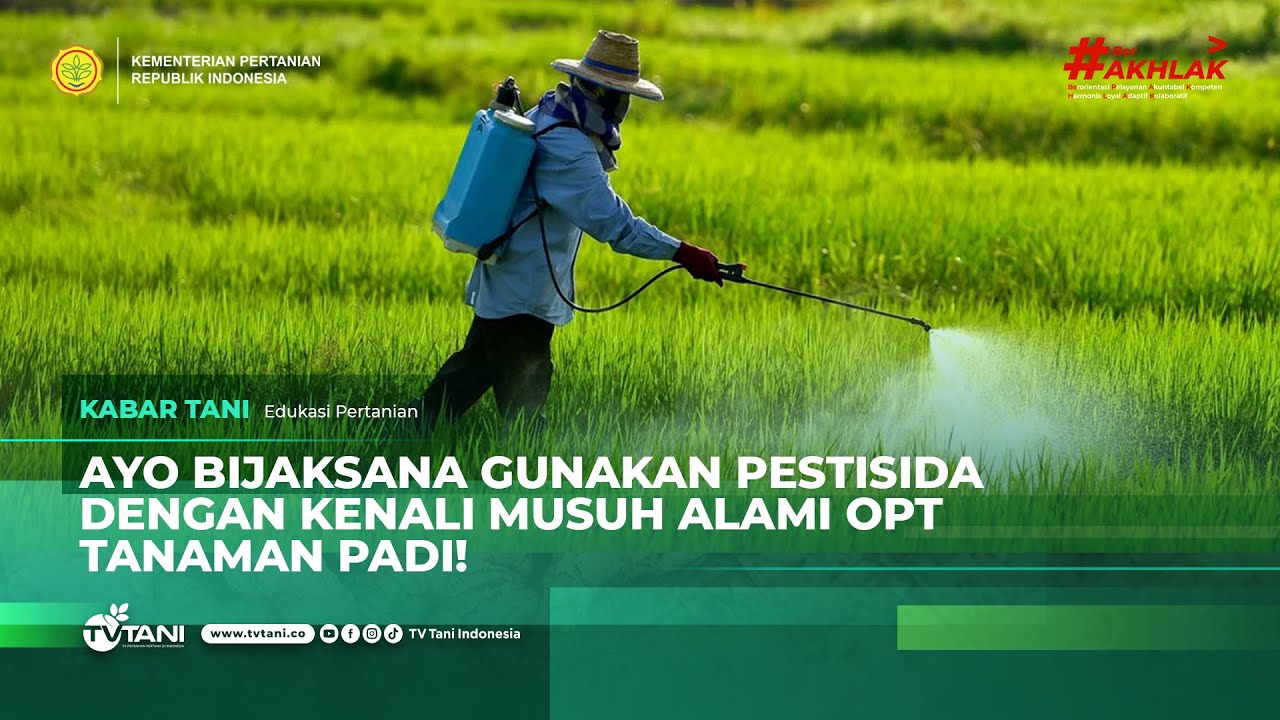 Kurangi Penggunaan Pestisida, Kendalikan Hama Padi dengan Ini!