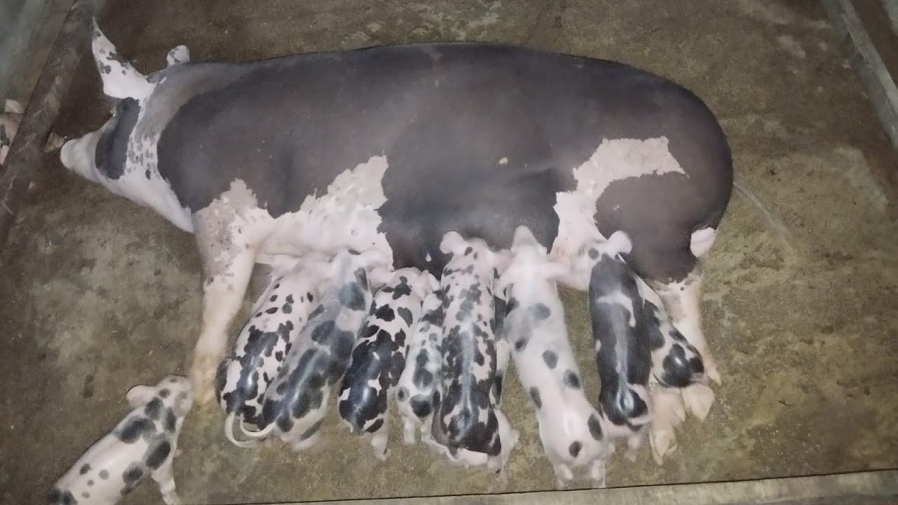 Quantos dias de nascido devo apartar os leitões da porca..