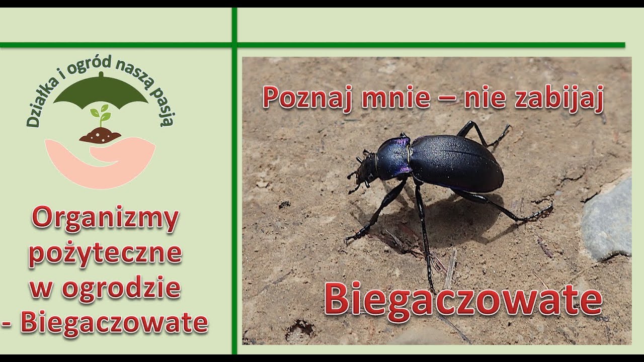 Organizmy pożyteczne w ogrodzie - BIEGACZOWATE (Carabidae)