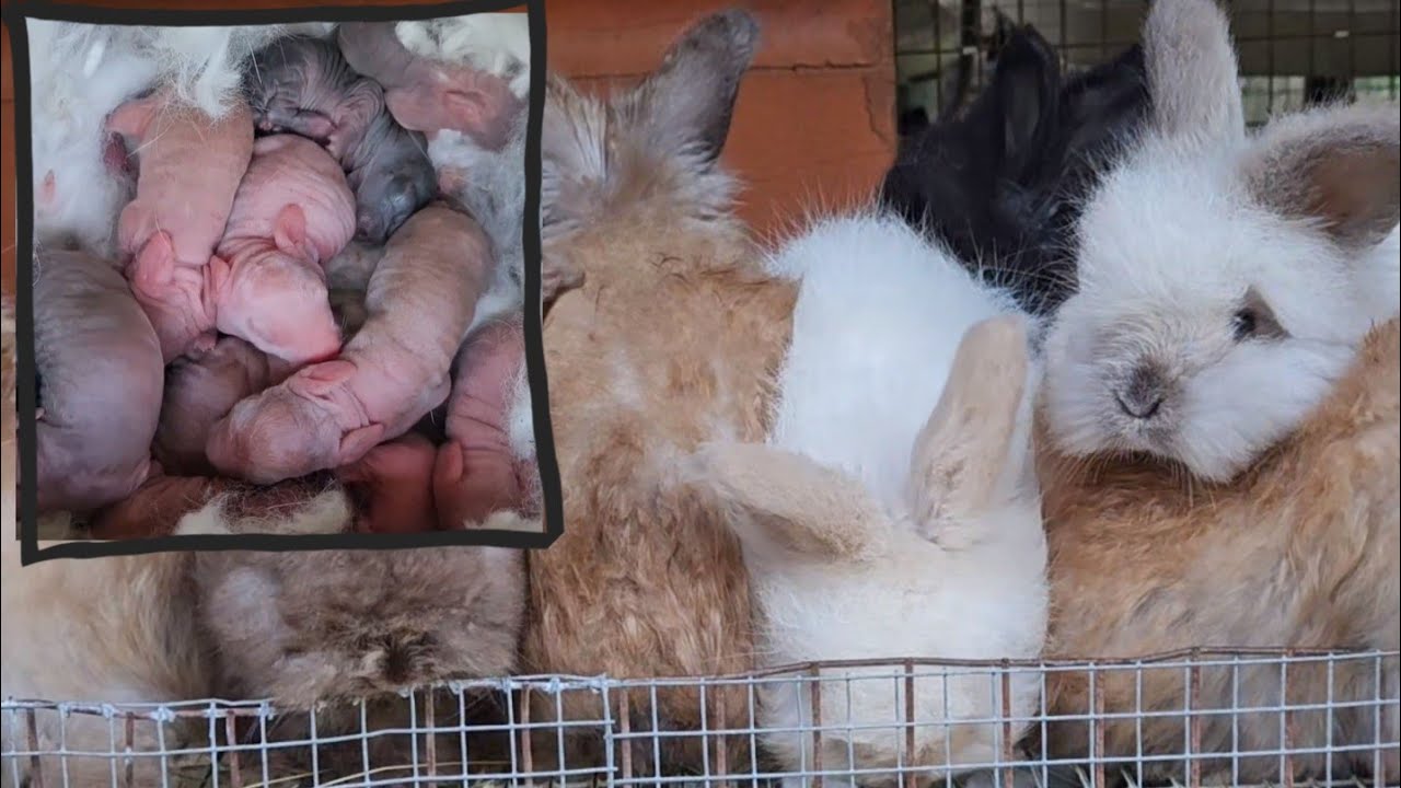 Angora Rabbit Kits Growing 1 Day to 6 Weeks! Wool Rabbit Litter of Baby Bunnies