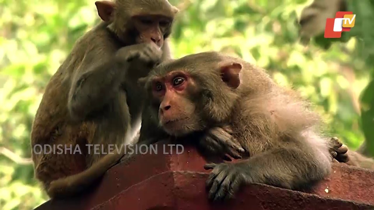 Story of Odisha Ep 142 18 Mar 2018 | Baragarh, Odisha | ଚାଲ ବୁଲିଯିବା ବରଗଡ଼ - Odisha Tourism