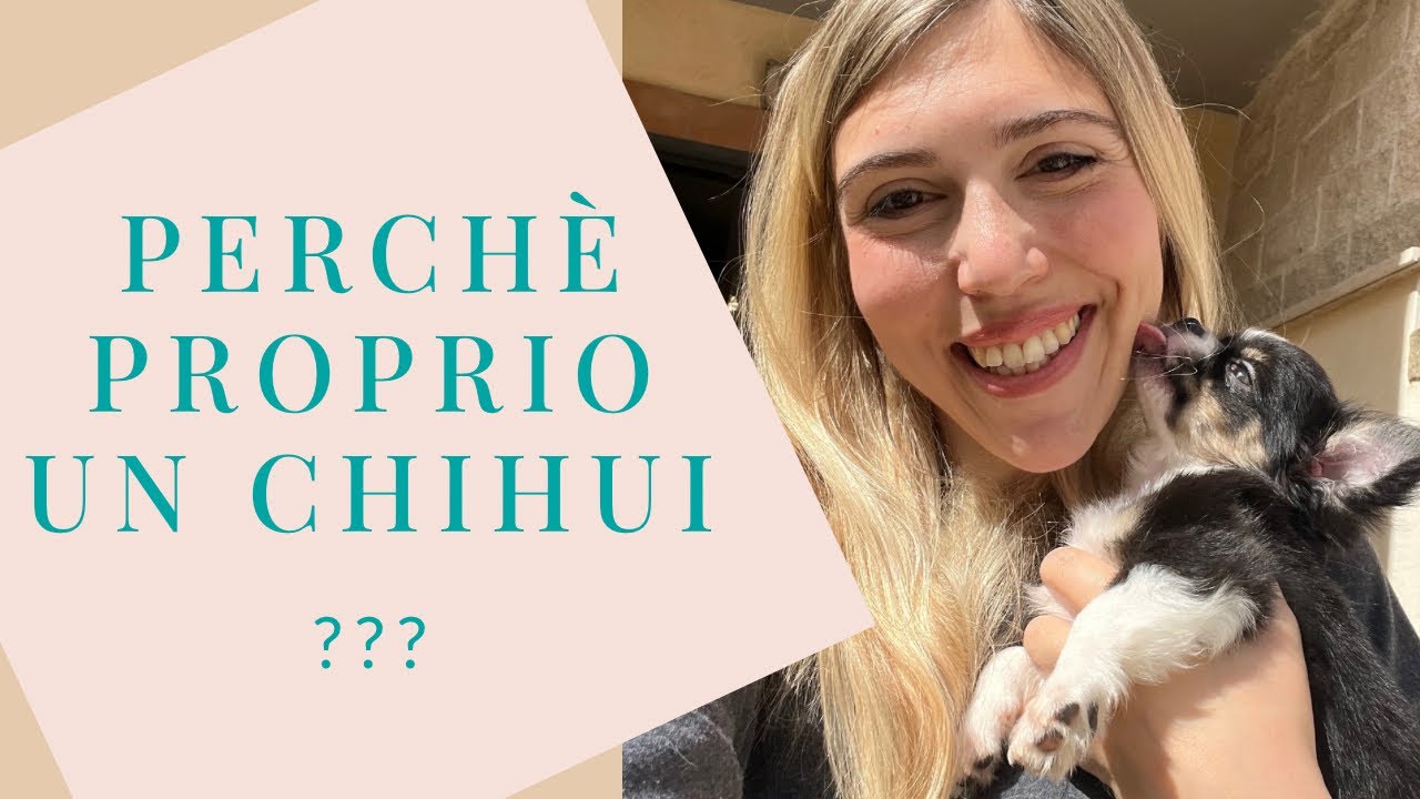 COSE DA SAPERE PRIMA DI SCEGLIERE UN CUCCIOLO DI CHIHUAHUA