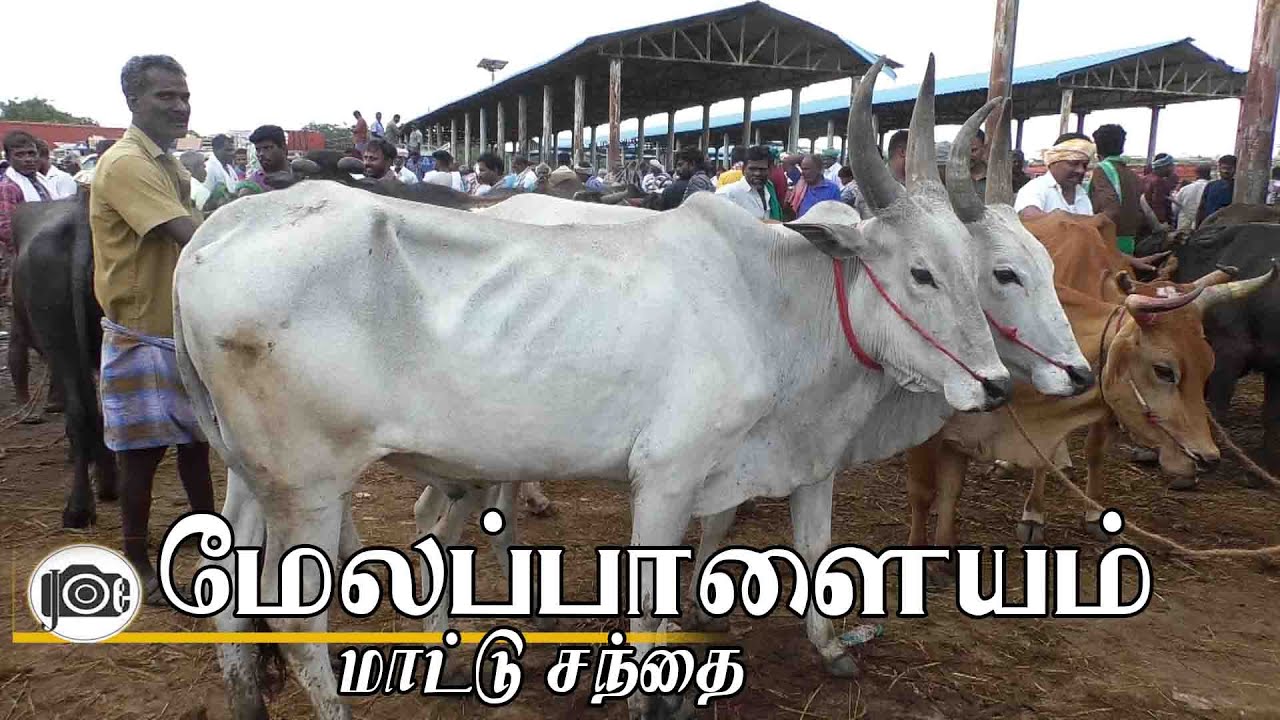 26.1.2026 | Melapalayam mattu santhai | மேலப்பாளையம் மாட்டு சந்தை