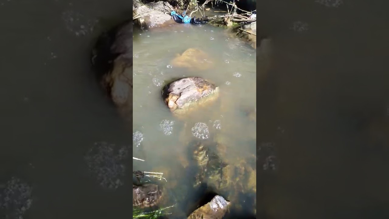 ثنية الحد. عودة الحياة للباراج ❤️🌲🇩🇿 عم خير ان شاء الله