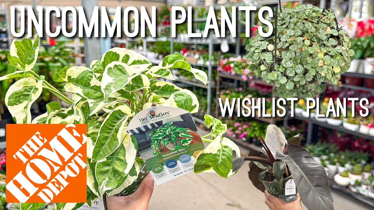 Uncommon Houseplants FOUND at Home Depot! Proven Winners Sale 😱🪴 Plant Chores Chit Chat
