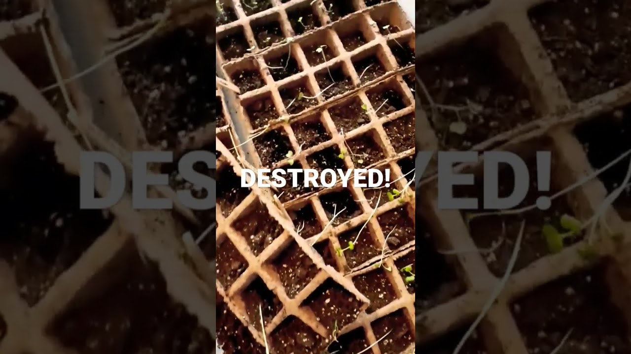 Destroyed Already! 2023 Garden NOT Off To A Great Start! #cat #cats #garden #homestead #destruction