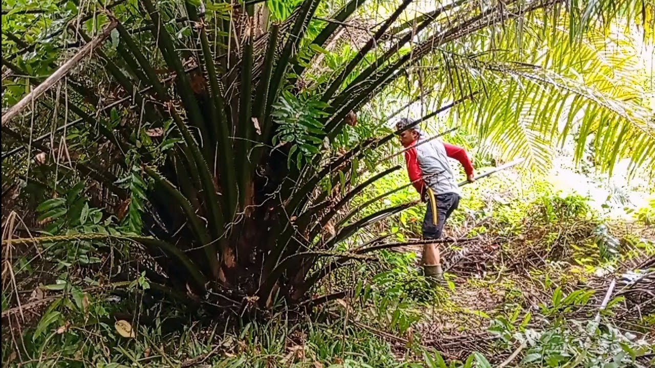 gondrong tidak masalah yang penting pinggang aman
