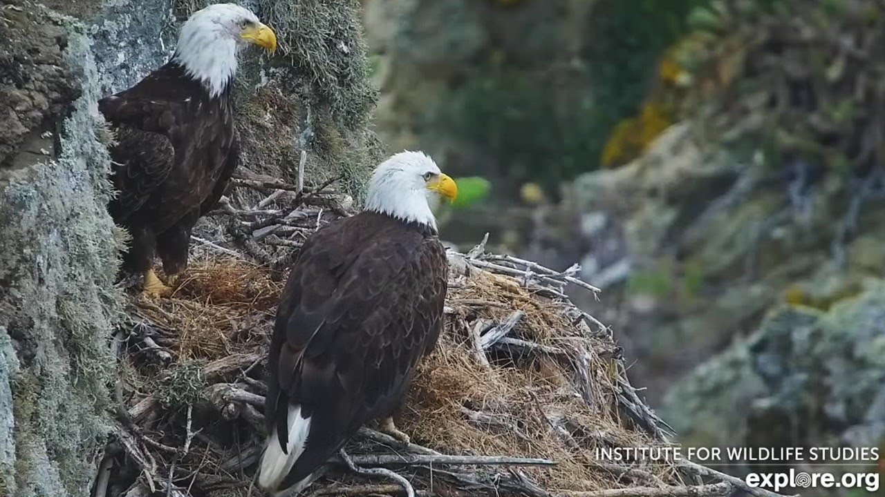 West End Eagles🦅 Haku May Be Starting to Accept MV 🔎 As The Nest Turns🛞 explore.org | 2025 Jul 13