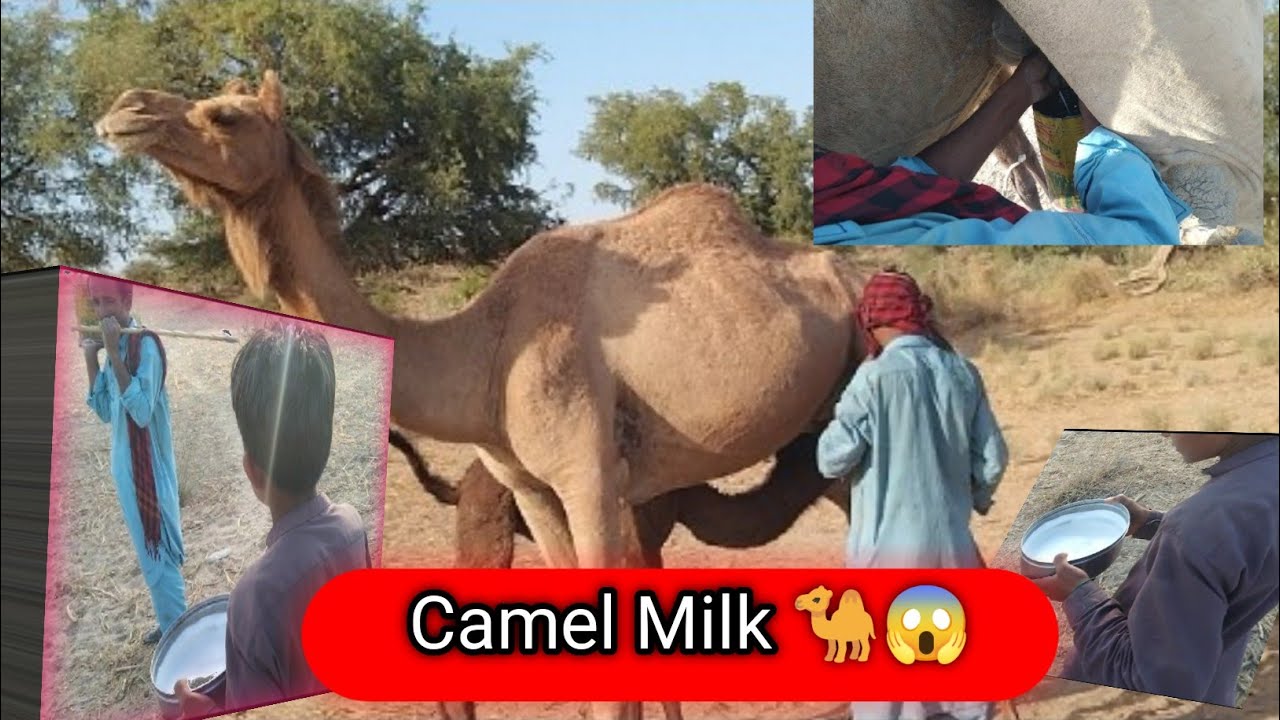 Are you looking to buy camel milk? If so, it can be found at specialty health food stores